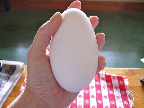 trứng ngỗng có nhiều protein hơn với trứng gà nhưng nó lại thua thiệt mọi mặt  với trứng gà