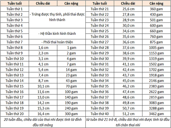 Tiêu chuẩn cân nặng thai nhi chuẩn WHO mới nhất theo tuần.