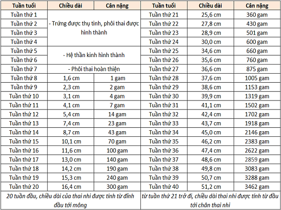 Tiêu chuẩn cân nặng thai nhi chuẩn WHO mới nhất theo tuần.